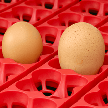 Lade das Bild in den Galerie-Viewer, River ET 12 Brutmaschine mit automatischer Wendung