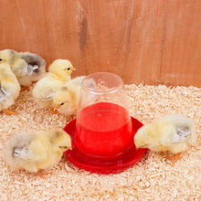 Lade das Bild in den Galerie-Viewer, Kükentränke 0,6L in Rot von Olba